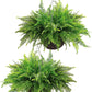 Persian fern hanging basket