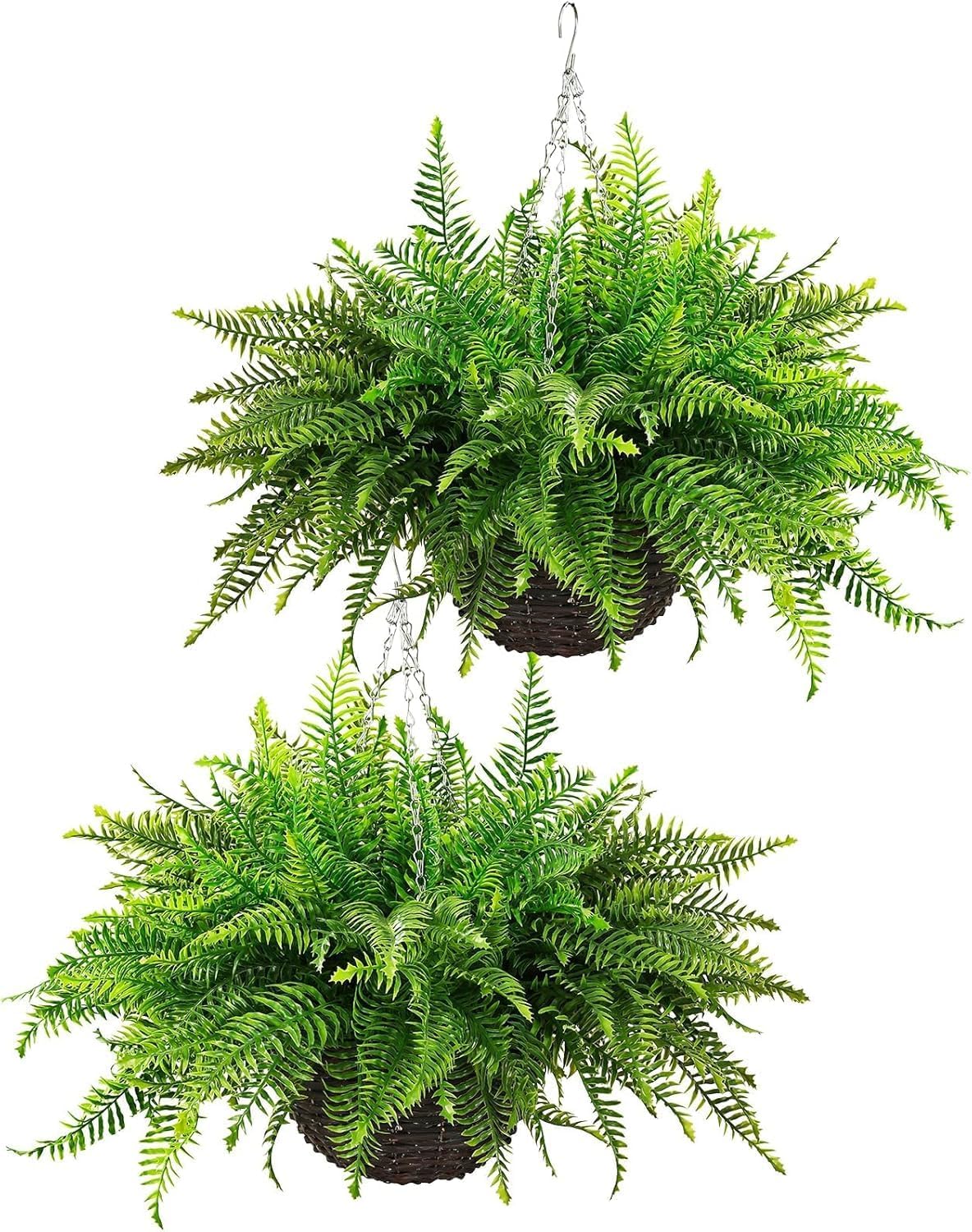 Persian fern hanging basket