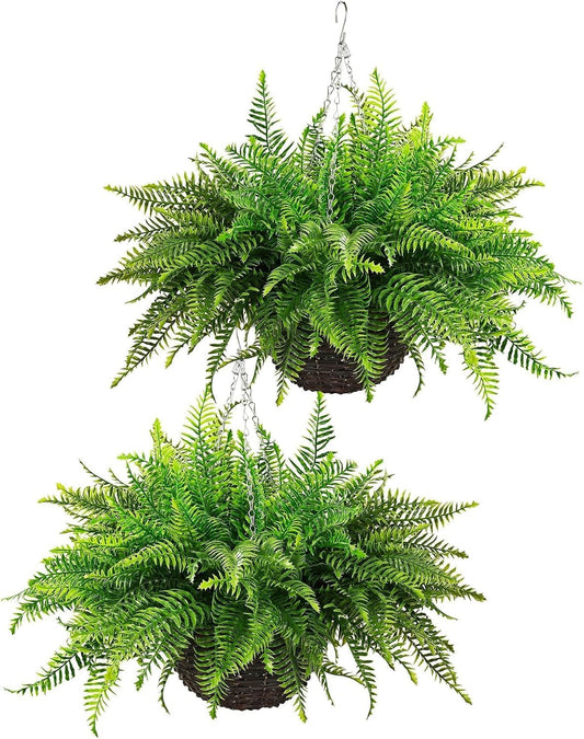 Persian fern hanging basket