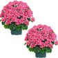 Artificial Geranium Bush