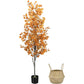 Autumnal Eucalyptus tree