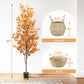 Autumnal Eucalyptus tree