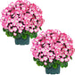 Artificial Geranium Bush