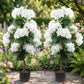 Artificial Hydrangea Trees potted - 2 pieces