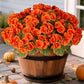 Artificial Begonia flowers