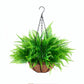 Persian fern hanging basket